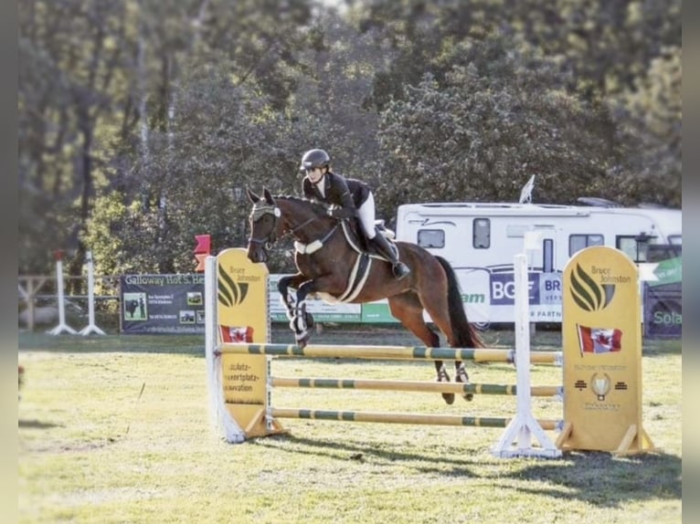 Trakehner Merrie 11 Jaar 165 cm Bruin in Ludwigslust