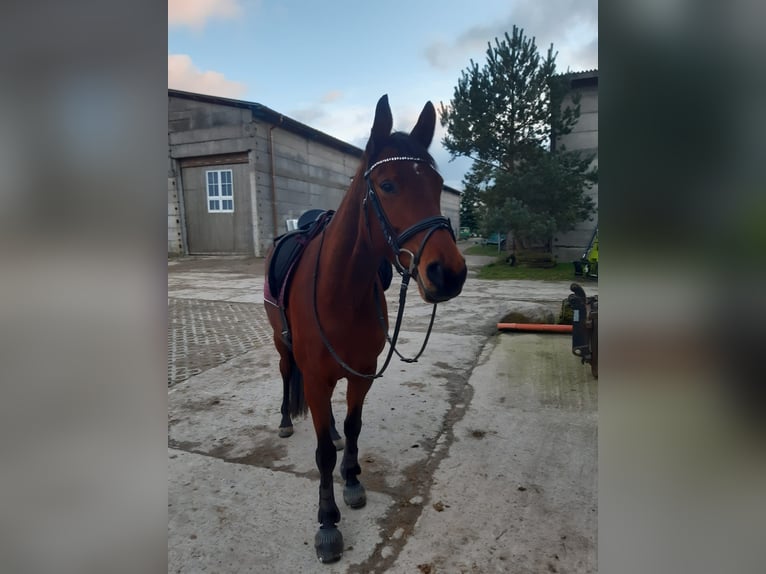 Trakehner Merrie 11 Jaar 165 cm Bruin in Prohn