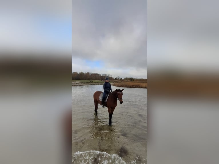 Trakehner Merrie 11 Jaar 165 cm Bruin in Prohn