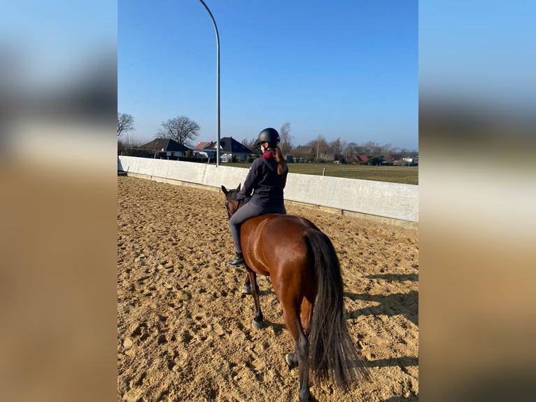 Trakehner Merrie 11 Jaar 165 cm Bruin in Prohn