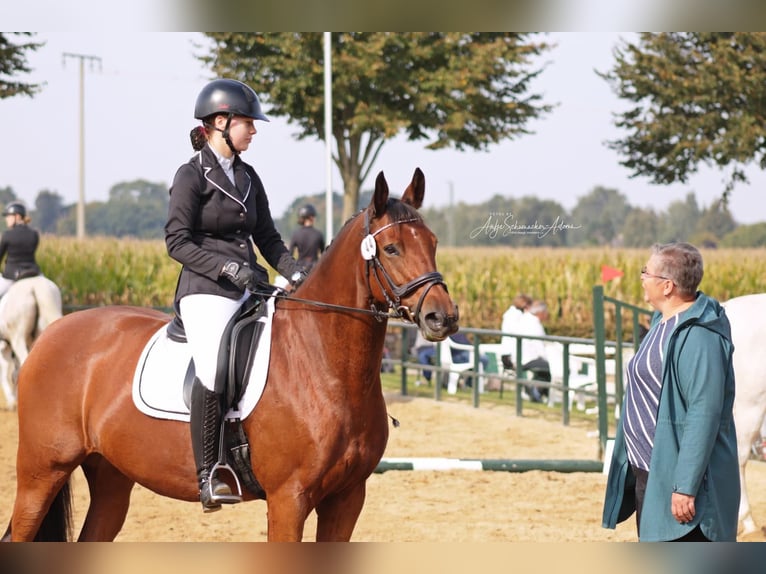 Trakehner Merrie 11 Jaar 165 cm Bruin in Prohn