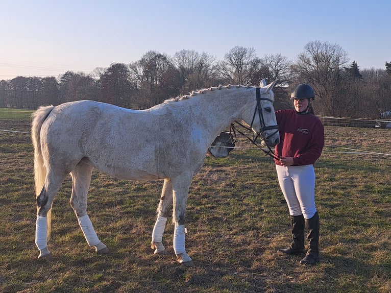 Trakehner Merrie 11 Jaar 165 cm Schimmel in Niederwiesa