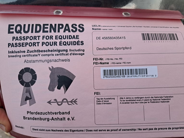 Trakehner Merrie 11 Jaar 165 cm Schimmel in Niederwiesa