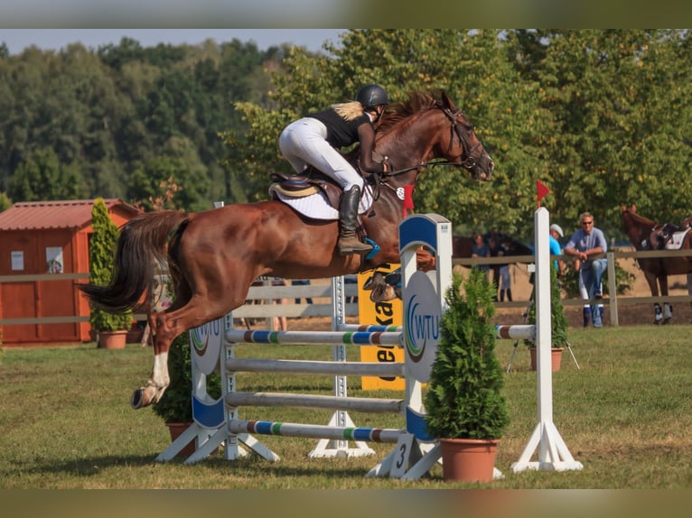 Trakehner Mix Merrie 11 Jaar 170 cm Vos in Riesa