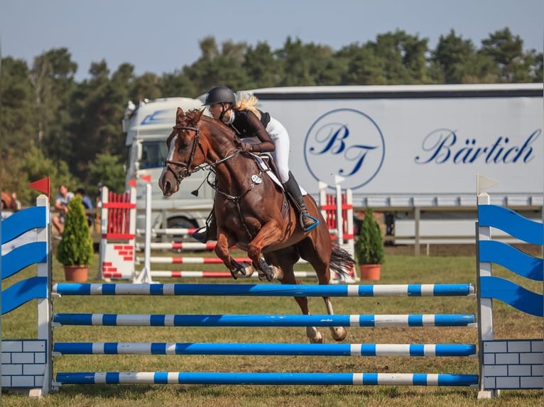 Trakehner Mix Merrie 11 Jaar 170 cm Vos in Riesa