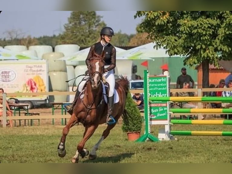 Trakehner Mix Merrie 11 Jaar 170 cm Vos in Riesa