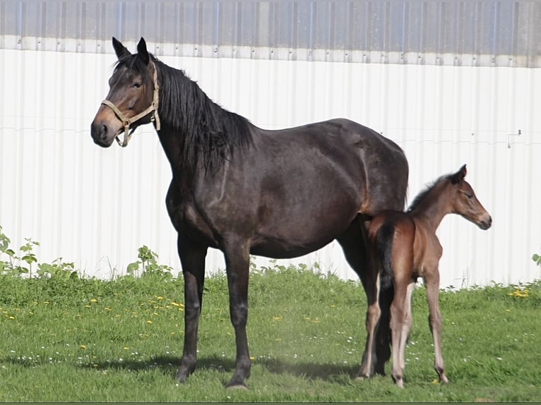 Trakehner Merrie 11 Jaar 174 cm Donkerbruin in Holzwickede