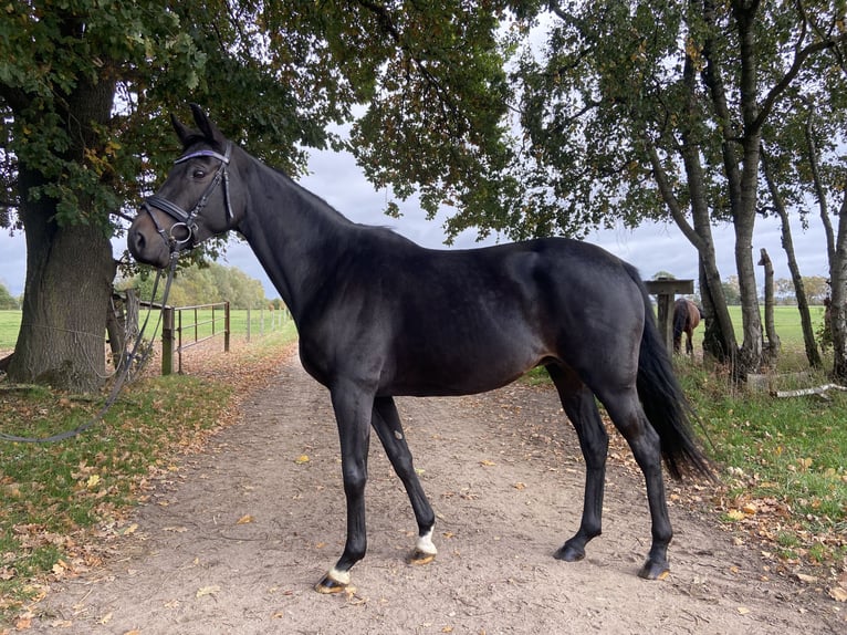 Trakehner Merrie 11 Jaar Zwartbruin in Valluhn
