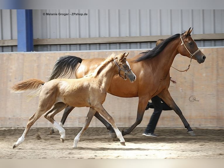 Trakehner Merrie 12 Jaar 158 cm Bruin in Bad Oldesloe
