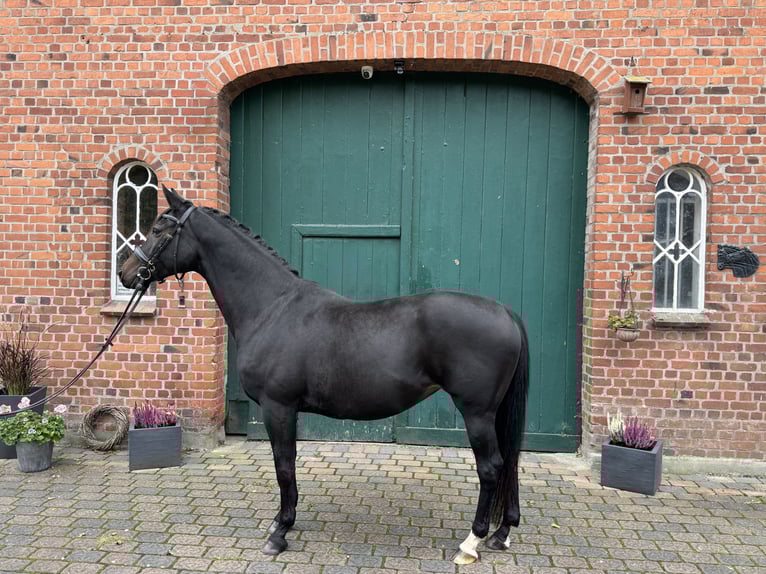 Trakehner Merrie 12 Jaar 160 cm Donkerbruin in Tangstedt