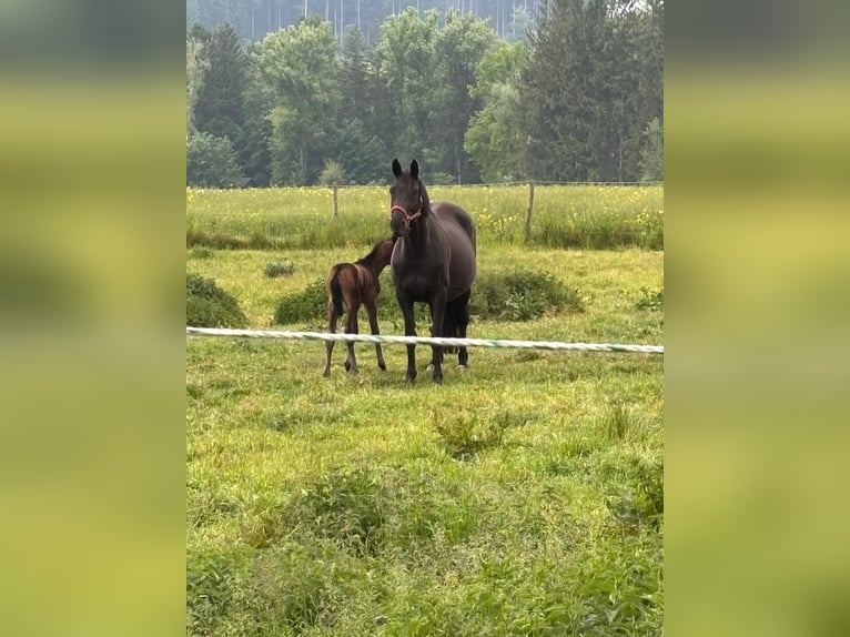 Trakehner Merrie 12 Jaar 165 cm Zwart in WehringenWehringen