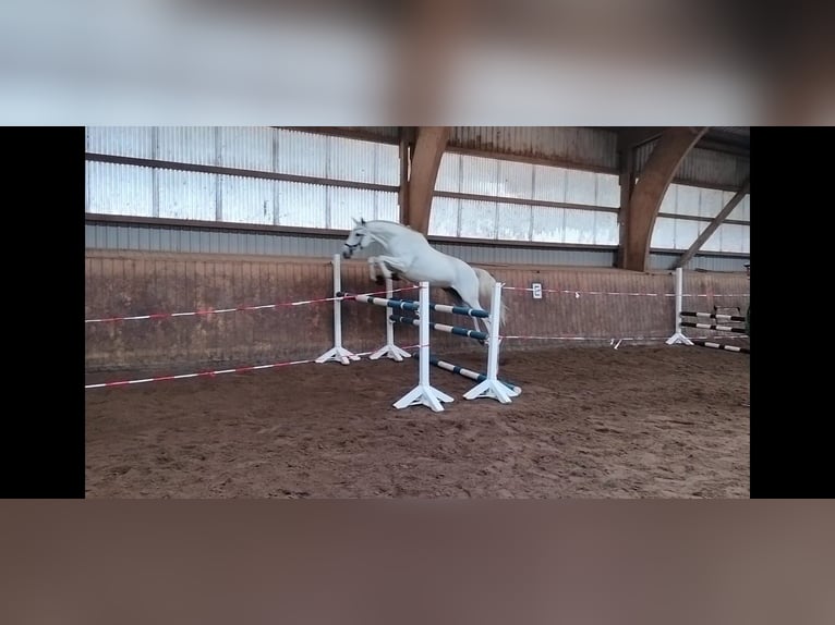 Trakehner Merrie 12 Jaar 166 cm Schimmel in Majenfelde (Bosau)