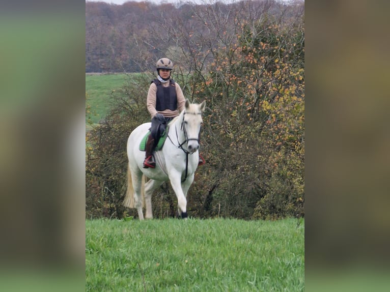 Trakehner Merrie 12 Jaar 166 cm Schimmel in Majenfelde (Bosau)