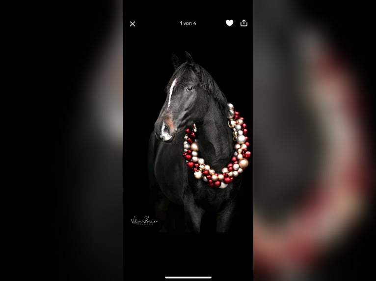 Trakehner Merrie 12 Jaar 167 cm Zwartbruin in L&#xFC;beck