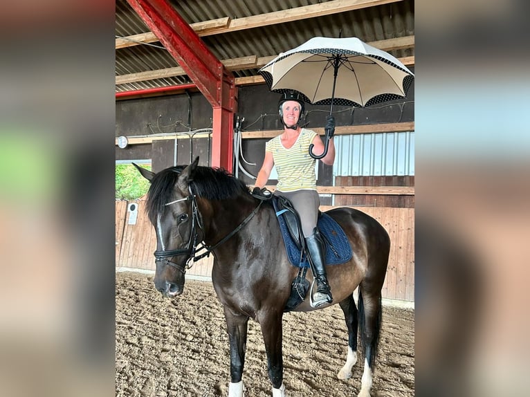 Trakehner Merrie 12 Jaar 167 cm Zwartbruin in L&#xFC;beck