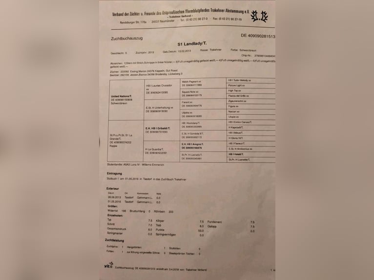 Trakehner Merrie 12 Jaar 167 cm Zwartbruin in L&#xFC;beck