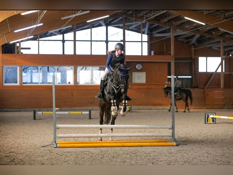 Trakehner Merrie 12 Jaar 167 cm Zwartbruin in L&#xFC;beck