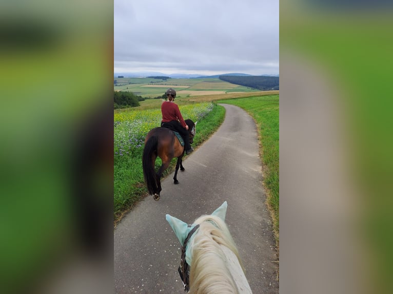 Trakehner Merrie 12 Jaar 168 cm Bruin in Hallgarten