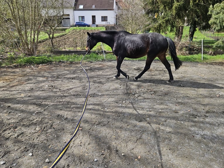 Trakehner Merrie 12 Jaar 168 cm Bruin in Hallgarten