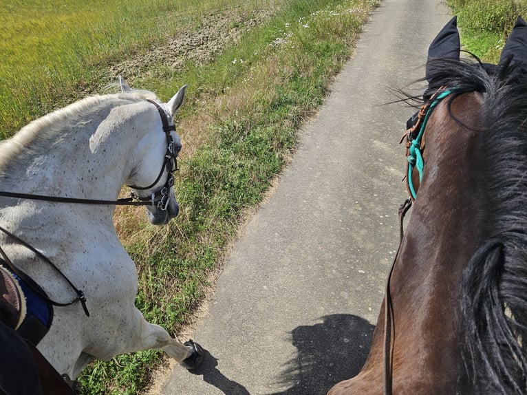 Trakehner Merrie 12 Jaar 168 cm Bruin in Hallgarten