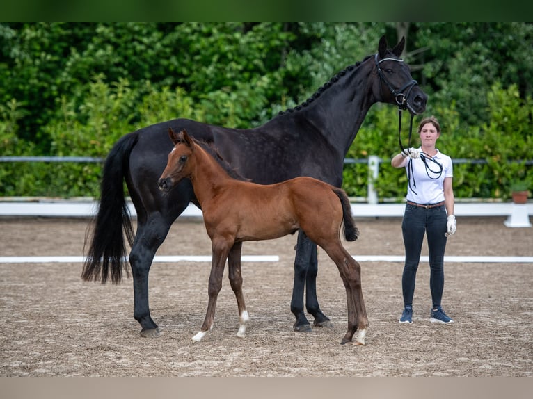 Trakehner Merrie 12 Jaar 170 cm Zwart in Nübbel