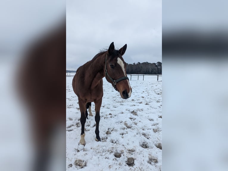 Trakehner Merrie 13 Jaar 163 cm Bruin in Senden