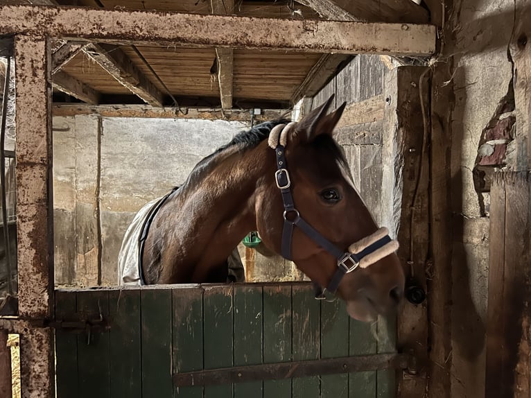 Trakehner Merrie 13 Jaar 163 cm Bruin in Senden