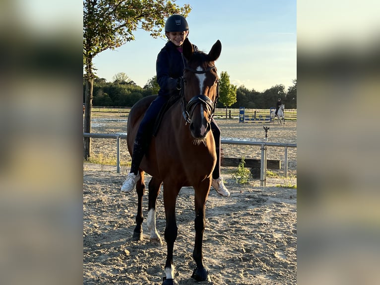 Trakehner Merrie 13 Jaar 163 cm Bruin in Senden