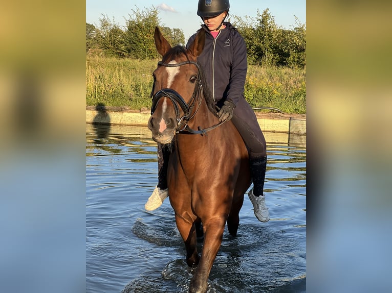 Trakehner Merrie 13 Jaar 163 cm Bruin in Senden