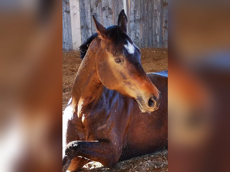 Trakehner Merrie 13 Jaar 163 cm Donkerbruin in Rosenheim