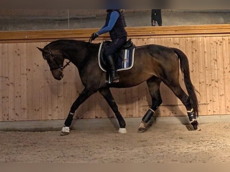 Trakehner Merrie 13 Jaar 163 cm Donkerbruin in Rosenheim