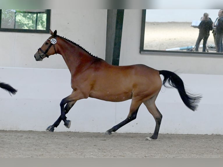 Trakehner Merrie 13 Jaar 165 cm Bruin in Oelde