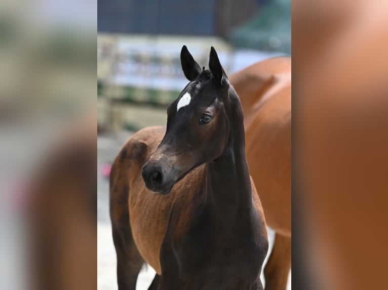 Trakehner Merrie 13 Jaar 165 cm Bruin in Oelde