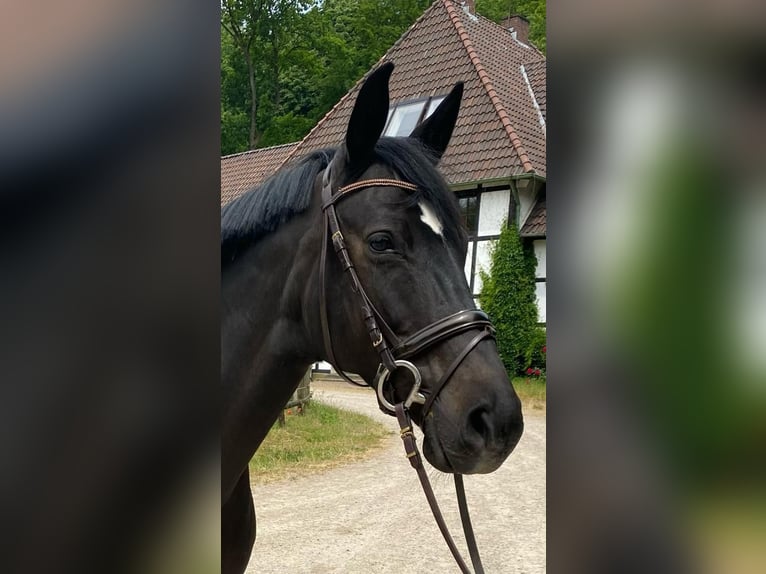 Trakehner Merrie 13 Jaar 165 cm Donkerbruin in Springe