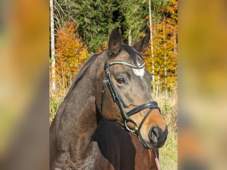 Trakehner Merrie 13 Jaar 165 cm Donkerbruin in Rosenheim