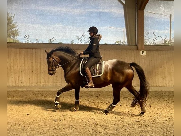 Trakehner Merrie 13 Jaar 166 cm Bruin in Enger