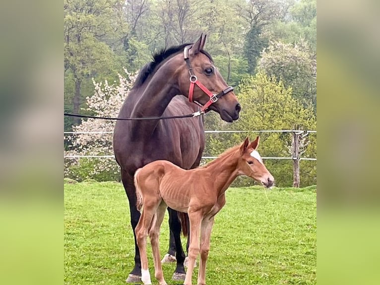 Trakehner Merrie 13 Jaar 166 cm Bruin in Enger