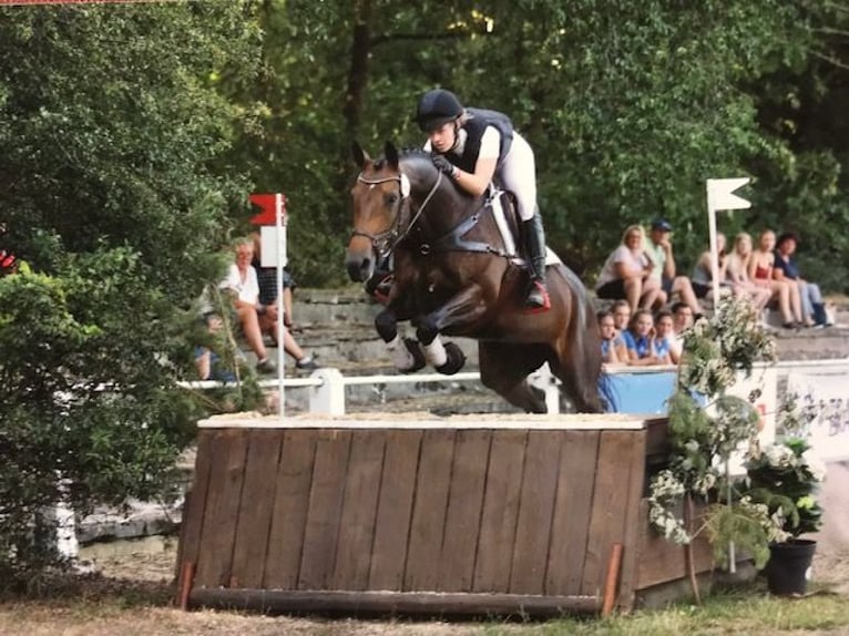 Trakehner Merrie 13 Jaar 166 cm Bruin in Enger