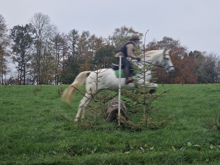 Trakehner Merrie 13 Jaar 166 cm Schimmel in Majenfelde (Bosau)