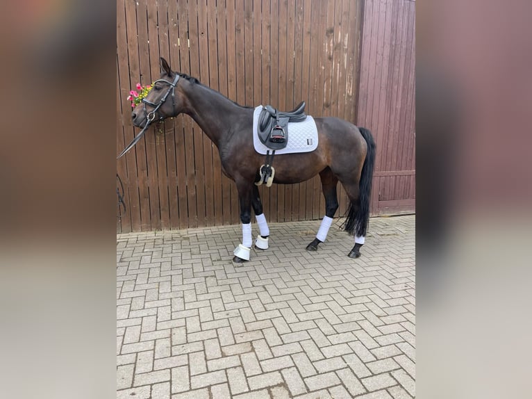 Trakehner Merrie 13 Jaar 168 cm Donkerbruin in Bünde