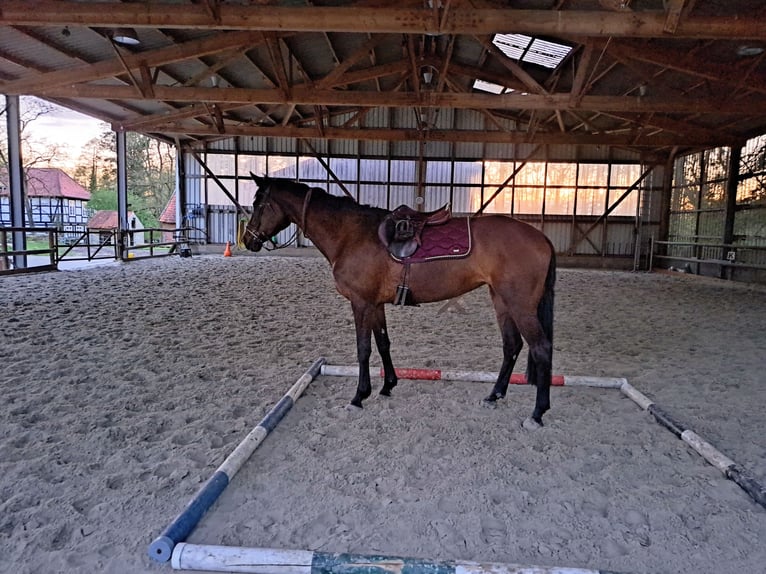 Trakehner Merrie 13 Jaar 170 cm Donkerbruin in Nienburg (Weser) Holtorf