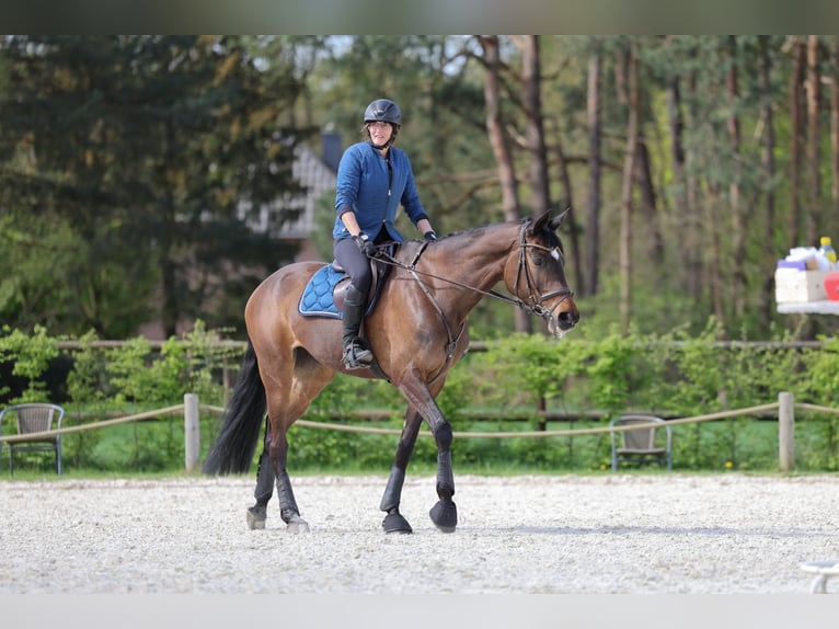 Trakehner Merrie 13 Jaar 170 cm Donkerbruin in Nienburg (Weser) Holtorf