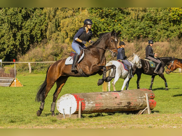 Trakehner Merrie 13 Jaar 170 cm Donkerbruin in Nienburg (Weser) Holtorf