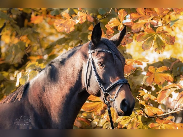 Trakehner Merrie 13 Jaar 172 cm Donkerbruin in Wenningstedt