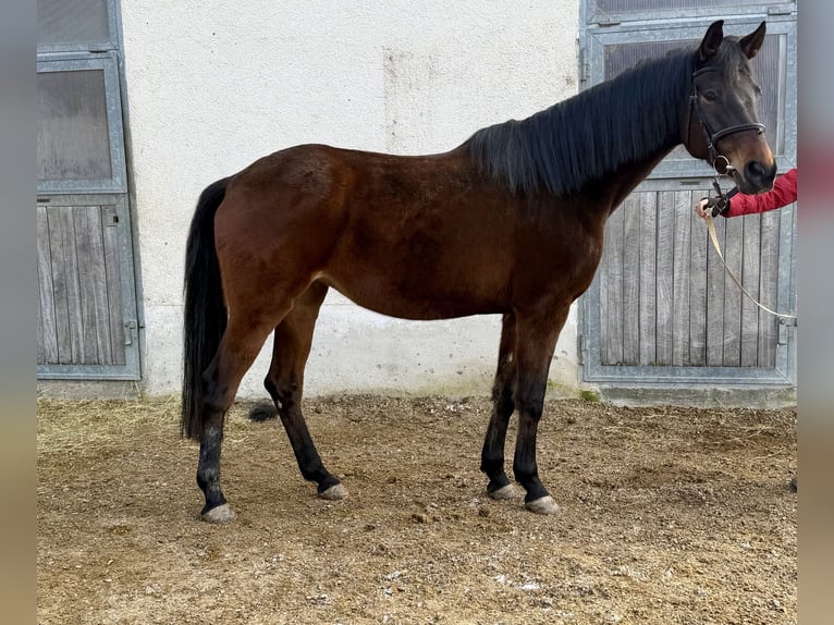 Trakehner Merrie 13 Jaar 174 cm Bruin in Baar bei Augsburg