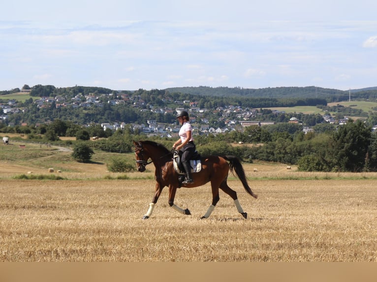 Trakehner Mix Merrie 14 Jaar 155 cm Bruin in Wetzlar