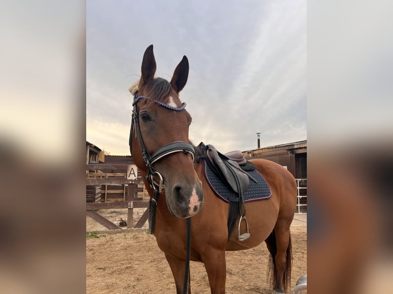 Trakehner Mix Merrie 14 Jaar 155 cm Bruin in Wetzlar