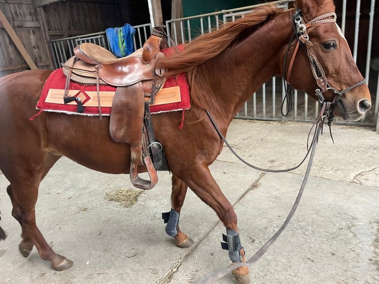 Trakehner Mix Merrie 14 Jaar 158 cm Donkere-vos in Wasserburg am Inn