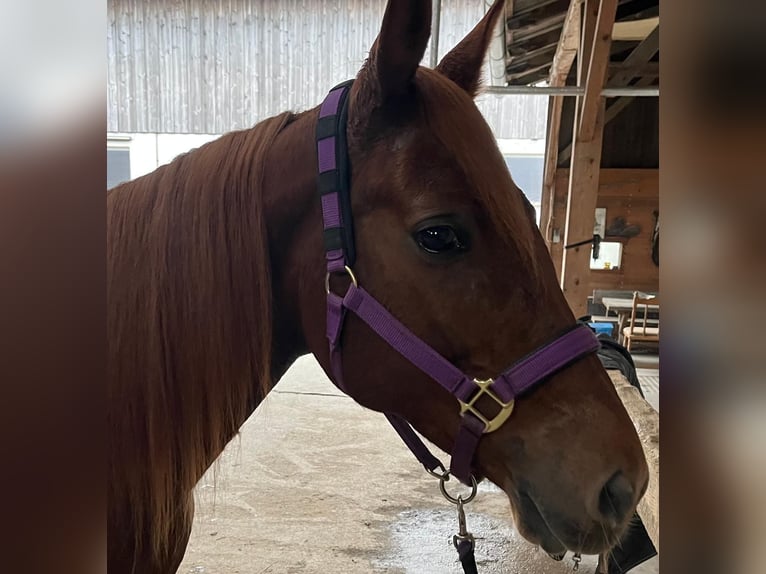 Trakehner Mix Merrie 14 Jaar 158 cm Donkere-vos in Wasserburg am Inn