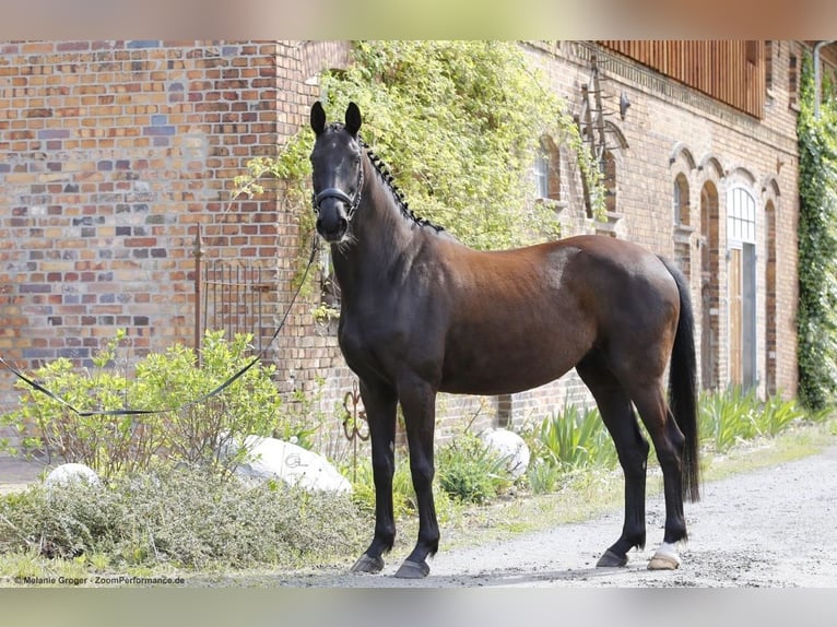 Trakehner Merrie 14 Jaar 160 cm Zwart in Essen